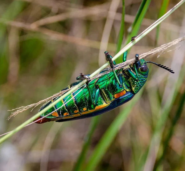 Beetle Klejnot Pole Makro Strzał Tajlandia — Zdjęcie stockowe