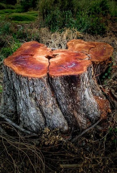 Stump Tree Cuted Countryside Thailand — Stock Photo, Image