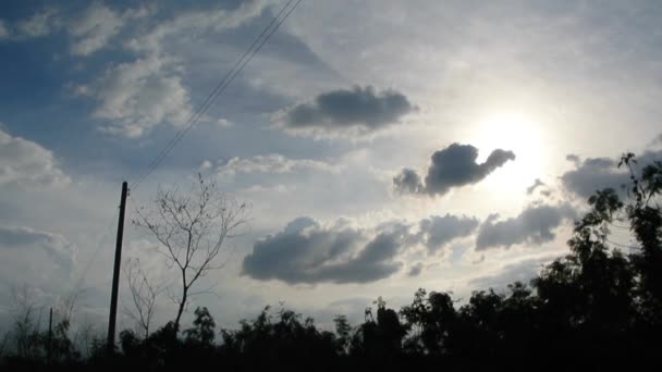 夕方の空と雲と乾燥の木に鳥の群れ — ストック動画