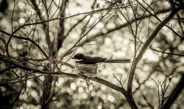 Malaiischer Rattenfänger Nest Rhipidura Javanica Sparrman 1788 — Stockfoto