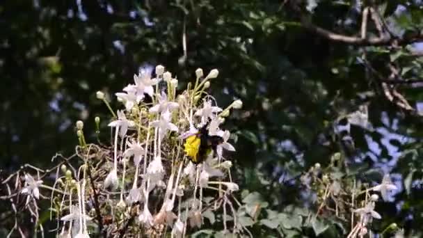 Πεταλούδα Στο Λουλούδι Του Δέντρου Φελλού Troides Αιακός — Αρχείο Βίντεο
