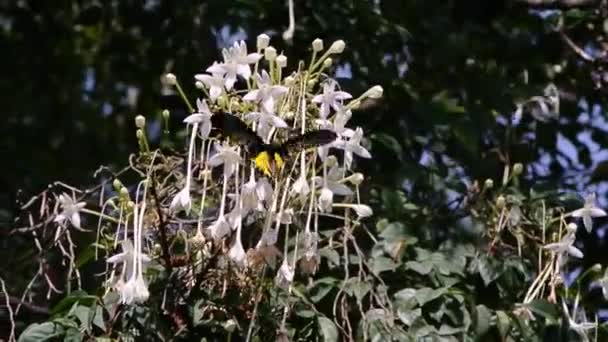 Farfalla Fiore Sughero Troides Aeacus — Video Stock