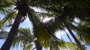 Hindistan cevizi ağacı gölgelik mavi gökyüzü arka plan ile