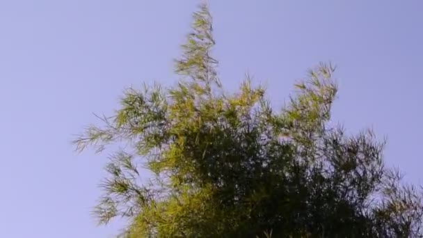 Бамбуковый Лист Вершине Дерева Движется Ветром Голубым Небом Backgorund — стоковое видео