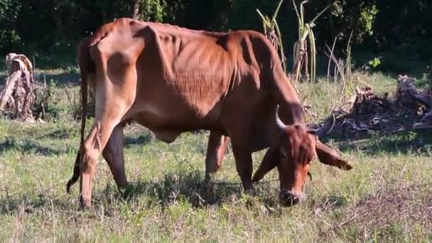 Kuh Frisst Gras Auf Feld Handschuss — Stockvideo