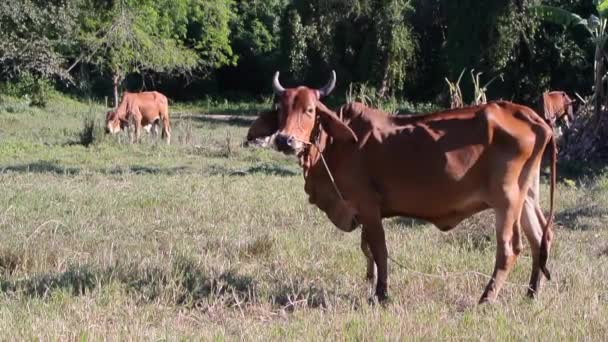 Kuh Steht Auf Feld Nutztier Thailand — Stockvideo