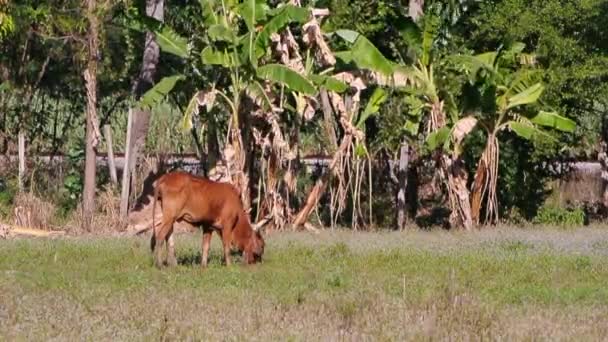 Vache mangeant de l'herbe au champ 
