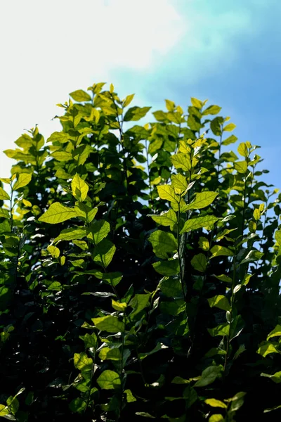 青い空を背景に木の上に素敵な緑の葉 — ストック写真