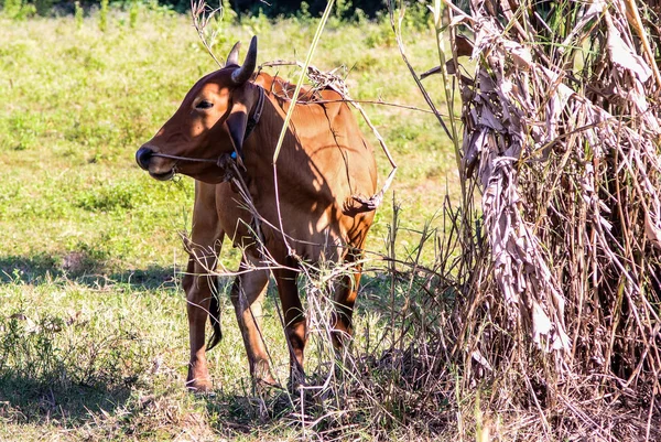 Mucca Sotto Ombra Campo — Foto Stock