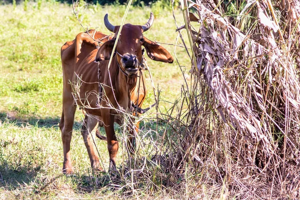 Vaca Sob Sombra Campo — Fotografia de Stock