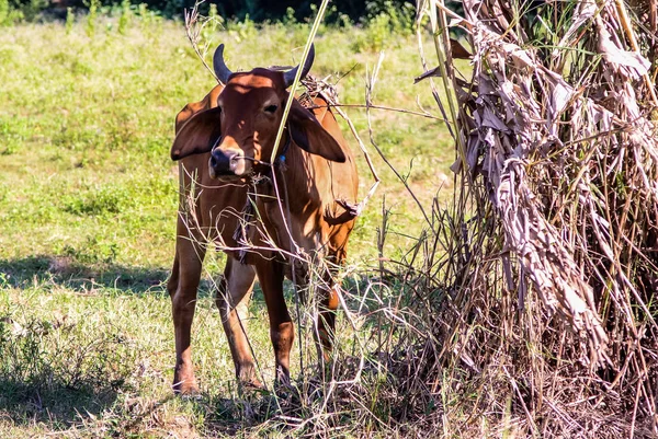 Vaca Sob Sombra Campo — Fotografia de Stock