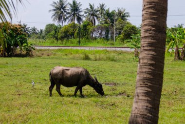 Bufalo çim sahasında, Chonburi, Tayland yeme