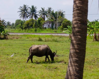 Bufalo çim sahasında, Chonburi, Tayland yeme
