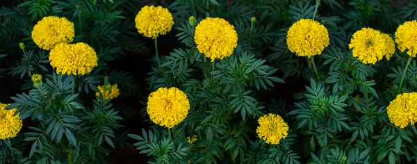 Goudsbloem Bloemen Bloeien Tuin — Stockfoto