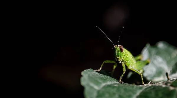 메뚜기 샷까지 가까운 — 스톡 사진