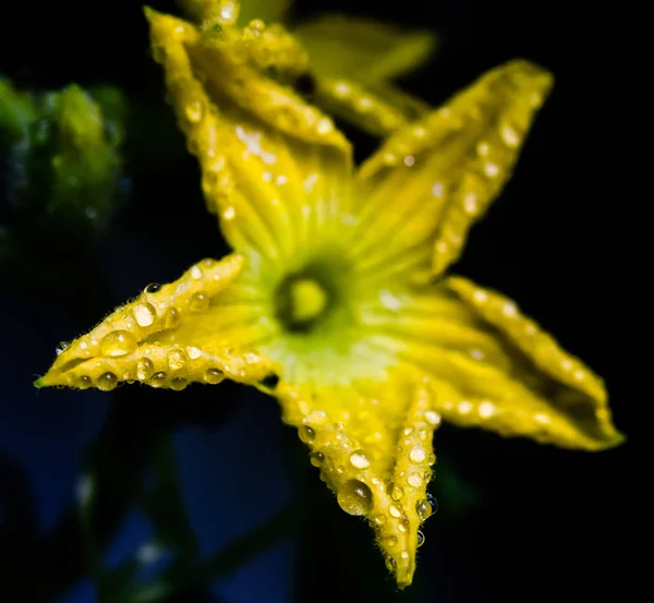 Yağmur Damlası Yakın Çekim Yukarı Ile Kavun Çiçek — Stok fotoğraf