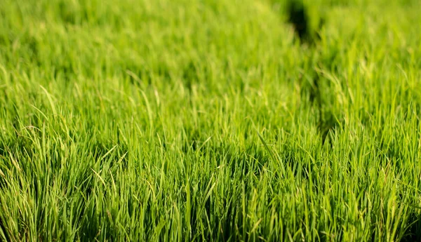 Fondo Del Campo Arroz Agricultura Tailandia —  Fotos de Stock