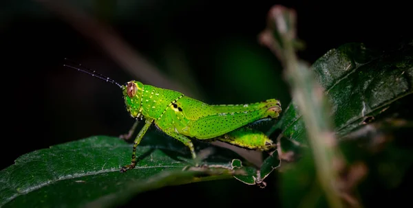 Grasshopper Green Leaf Close Shot — Stock Photo, Image