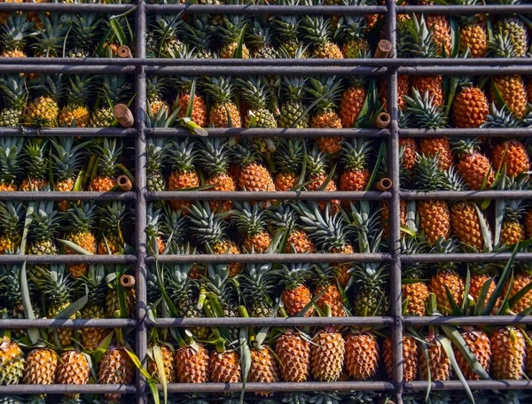 Pineapple fruit on truck, Harvest tropical fruit in Thailand