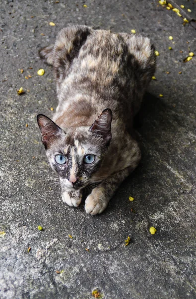 귀여운 고양이 지상에 카메라 — 스톡 사진
