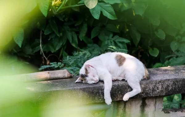 Cat Sleeping Wall — Stock Photo, Image