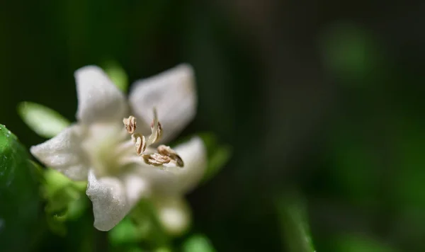 Nice Pollen Vit Blomma Makro Skott — Stockfoto