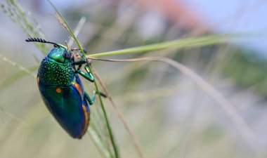 Mücevher beetle alan makro çekim, Tayland