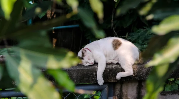 Katt Som Sover Väggen — Stockfoto