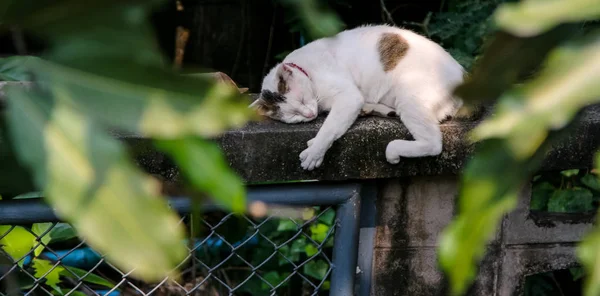 Gato Durmiendo Pared —  Fotos de Stock