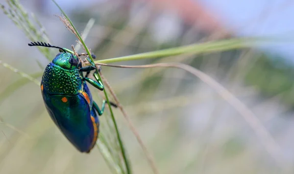 Jewel Beetle Field Macro Shot Таиланд — стоковое фото