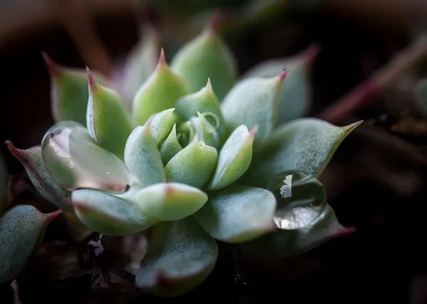 Cactus Avec Gouttelettes Macro Shot — Photo