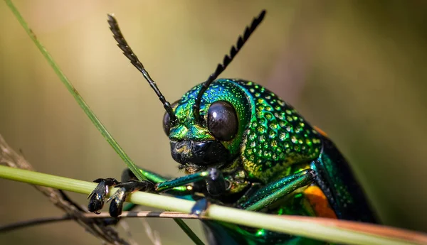 Beetle Klejnot Pole Makro Strzał Tajlandia — Zdjęcie stockowe
