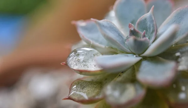 Cactus Avec Gouttelettes Macro Shot — Photo