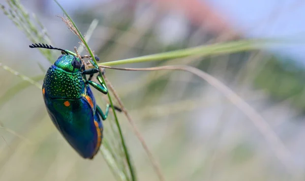 Juvel Skalbagge Fältet Makro Skott Thailand Stockfoto