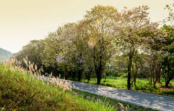 桜の木と空道 — ストック写真