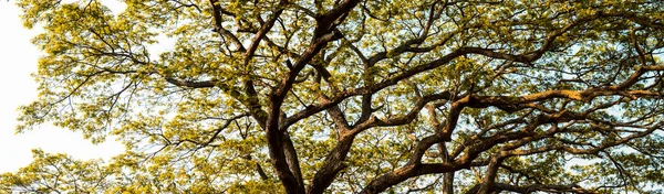 Büyük Ağaç Gölgelik Arka Plan Ağacının Sarı Yaprak Ile — Stok fotoğraf