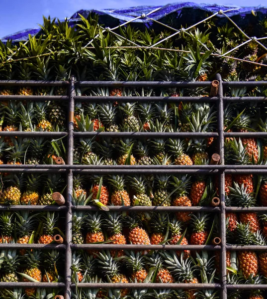 Pineapple fruit on truck, Harvest tropical fruit in Thailand