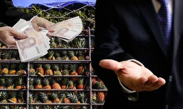 Agriculture business, Pineapple fruit on truck with businessman ask for pay