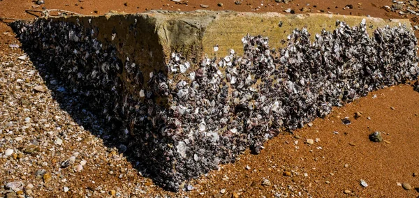 Seashell Bloque Hormigón Playa — Foto de Stock