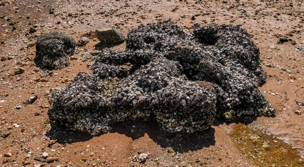 Раковина Камне Пляже — стоковое фото