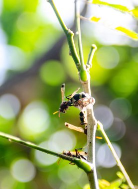 Hornets yapmak iç içe ağaca, atış kapatın