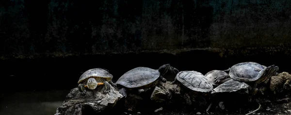Schildkrötengruppe Auf Felsen — Stockfoto