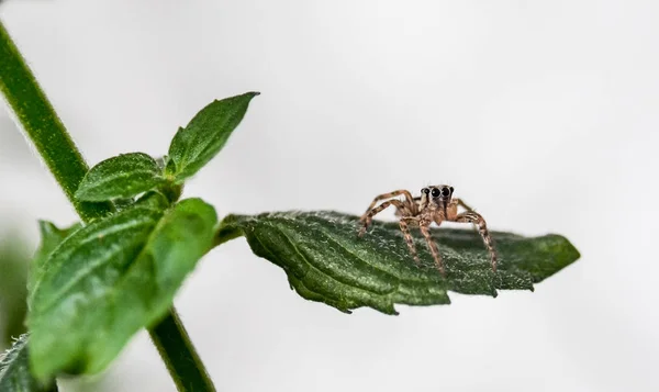 Beyaz Arka Plan Ile Yeşil Nane Yaprağı Üzerinde Örümcek Atlama — Stok fotoğraf