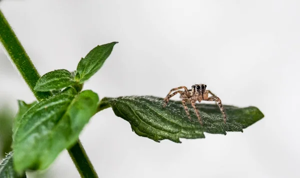 Springspinne Auf Grünem Minzblatt Mit Weißem Hintergrund — Stockfoto