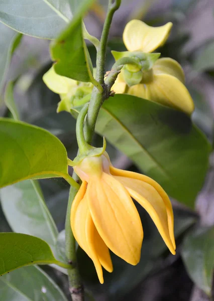 Ylang Ylang Kwiat Kwitnący Drzewo — Zdjęcie stockowe