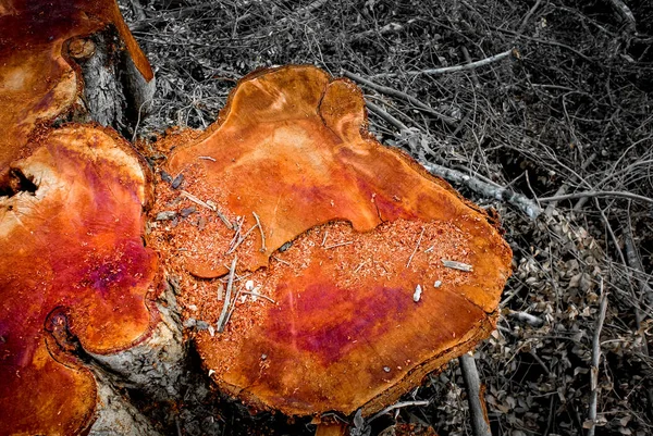 Stump Tree Cuted Countryside Thailand — Stock Photo, Image