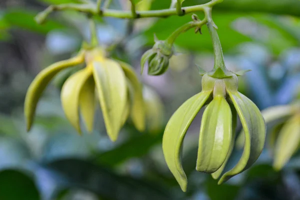 Ylang Ylang Λουλούδι Ανθοφορία Δέντρο — Φωτογραφία Αρχείου