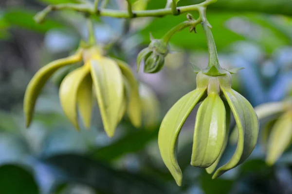 Ylang Ylang Kwiat Kwitnący Drzewo — Zdjęcie stockowe