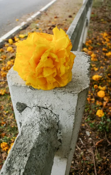 Big Yellow Flower Railings Road Side — Stock Photo, Image