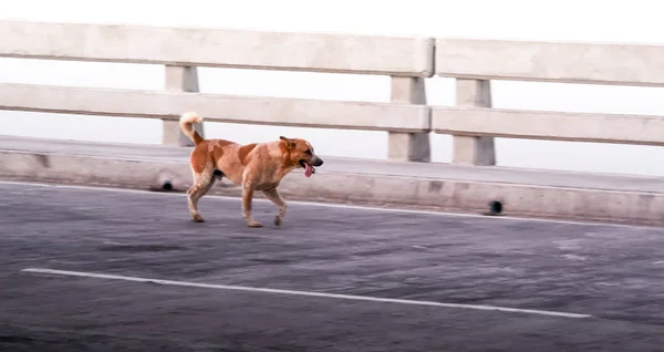 Köprüde Kaydırma Atış Çalıştırmak Köpek — Stok fotoğraf